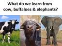what do we learn for cows, buffaloes and elephants #green #grass #fat
