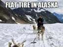 A flat tire in Alaska #dog
