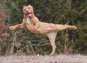 A dog jumping
