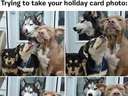 Trying to take your holiday card photo