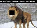 97% cant guess this animal!