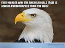 Ever wonder why the American Bald Eagle is always photographed from the side