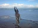 dancing dog on the beach
