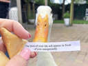 Now thats a good fortune cookie #duck