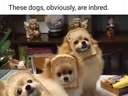 Dogs in bread