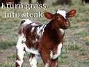 Cow turns grass into steak Whats your superpower