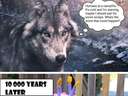 what happened #wolf #dog