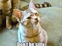dont be silly #cat