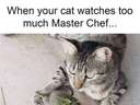 When your cat watches too much Master Chef