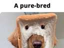 a pure bred dog #bread