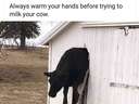 Always warm your hands before milking a cow