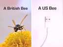British bee vs an American bee #USB