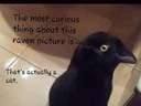 The most curious past of this Raven picture is that its not a Raven #cat