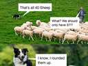 Dog rounded up the sheep