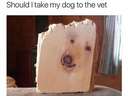 A dog’s face in a plank