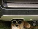 A doggo hiding under a car