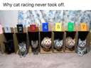 Why cat racing never took off