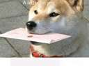 a dog has a letter for you