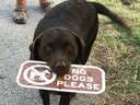 This dog is disobedient