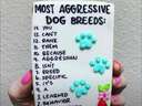 Most aggressive dog breeds #chihuahuas