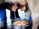 This farmer turns milking the cow into barista art