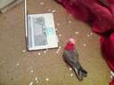 This bird was creative with a keyboard