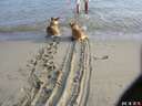 these dogs dont want to swim